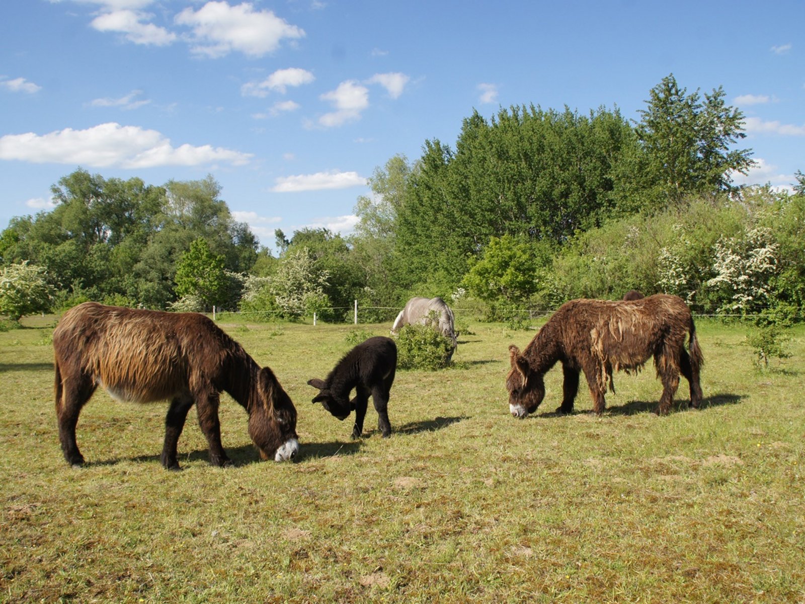 Auf einer grünen Wiese grasen drei Esel und Ponys. Im Hintergrund sind Bäume und blauer Himmel mit ein paar Wolken. 