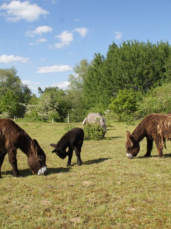 Auf einer grünen Wiese grasen drei Esel und Ponys. Im Hintergrund sind Bäume und blauer Himmel mit ein paar Wolken. 