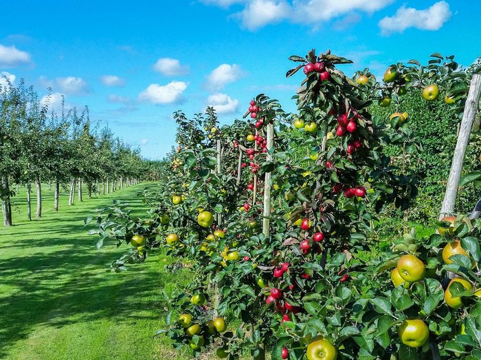 Obststräucher mit reifen Früchten bei Sonnenschein